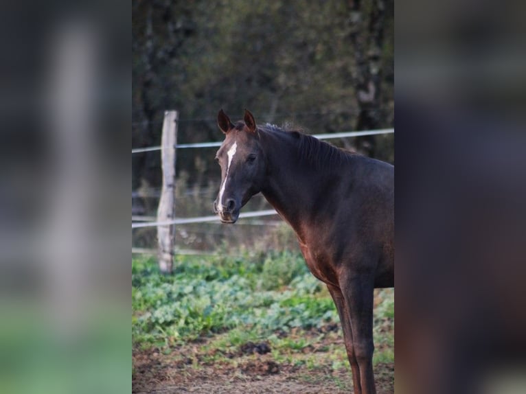 Hispano árabe Caballo castrado 9 años 150 cm Alazán-tostado in Cavagnac