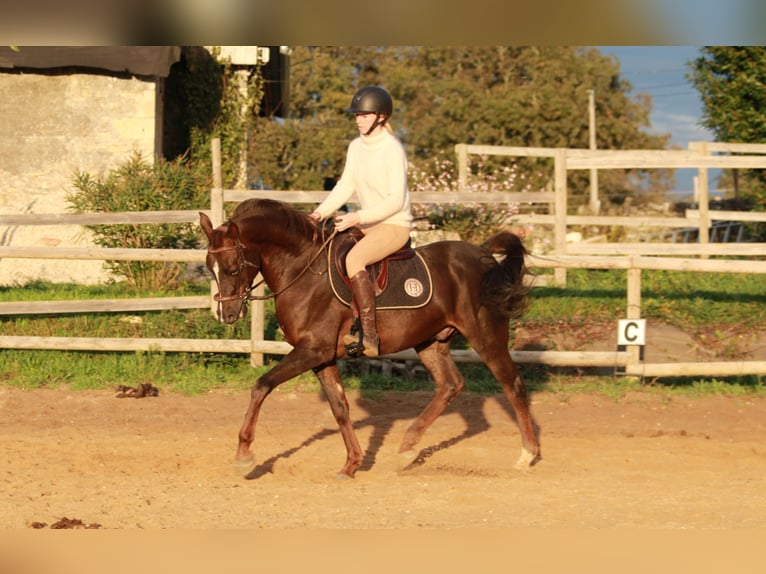 Hispano árabe Caballo castrado 9 años 150 cm Alazán-tostado in Cavagnac