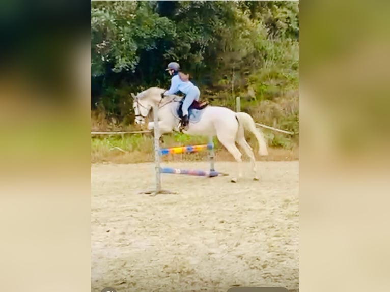 Hispano árabe Caballo castrado 9 años 162 cm Tordo in Blanes
