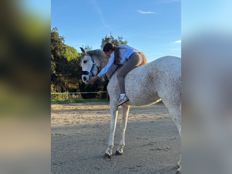 Hispano árabe Caballo castrado 9 años 162 cm Tordo in Blanes