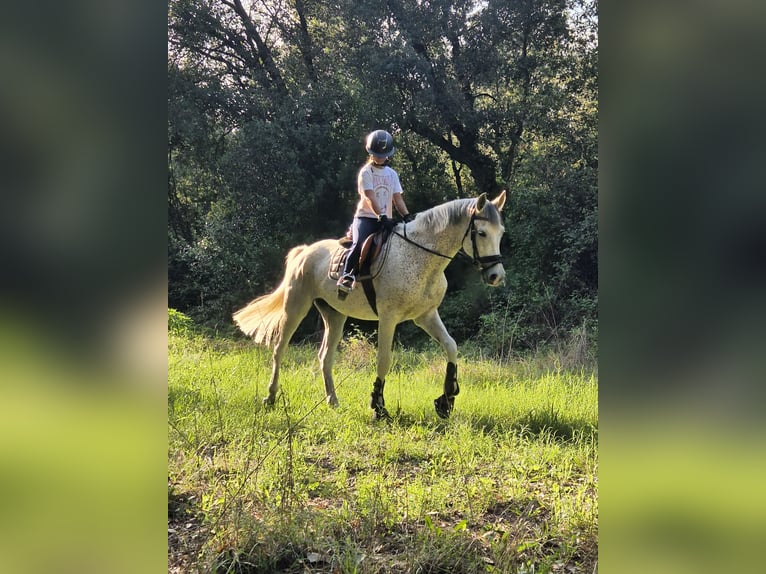 Hispano árabe Caballo castrado 9 años 162 cm Tordo in Blanes