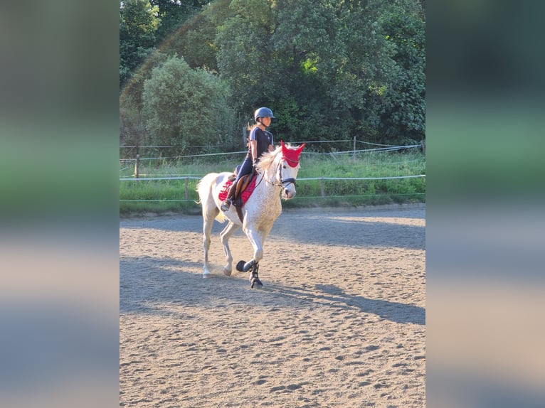 Hispano árabe Caballo castrado 9 años 162 cm Tordo in Blanes