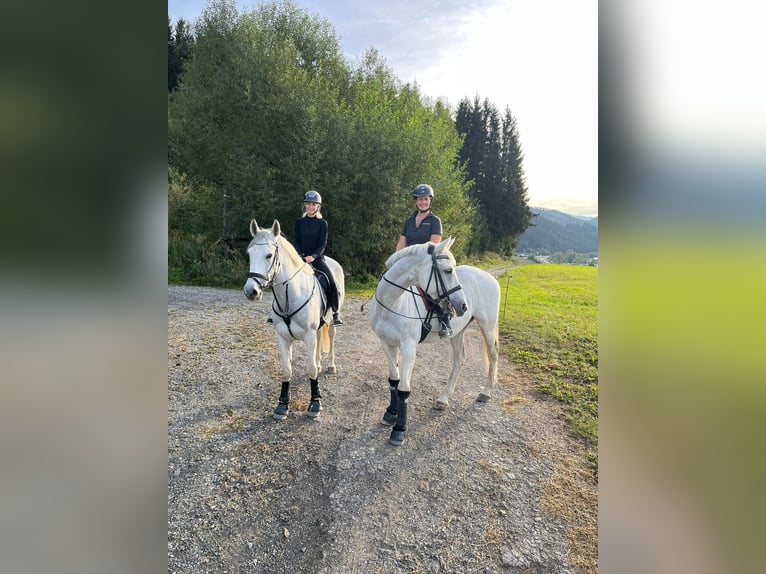 Hispano árabe Caballo castrado 9 años 163 cm Tordo in Sankt Marein im Mürztal