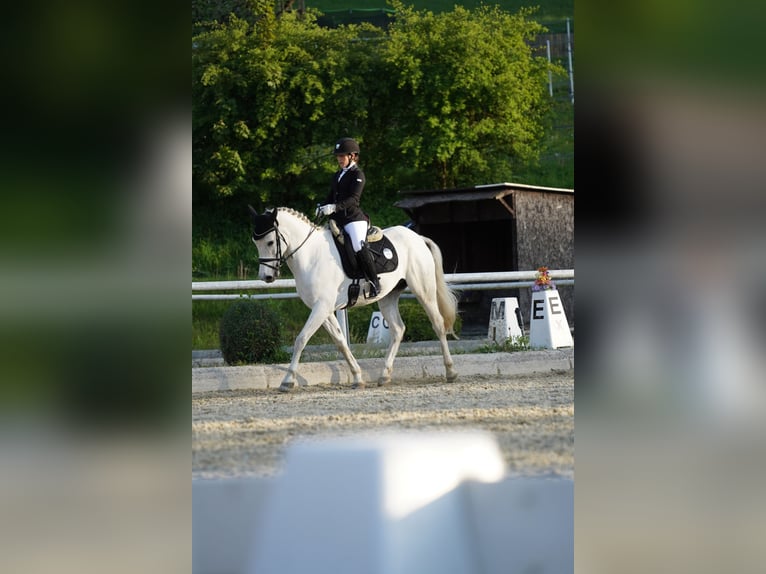 Hispano árabe Caballo castrado 9 años 163 cm Tordo in Sankt Marein im Mürztal