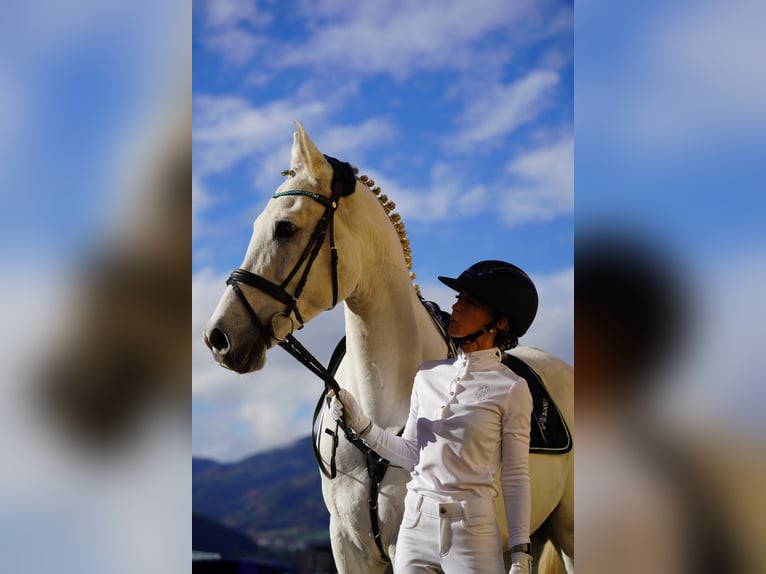 Hispano árabe Caballo castrado 9 años 163 cm Tordo in Sankt Marein im Mürztal