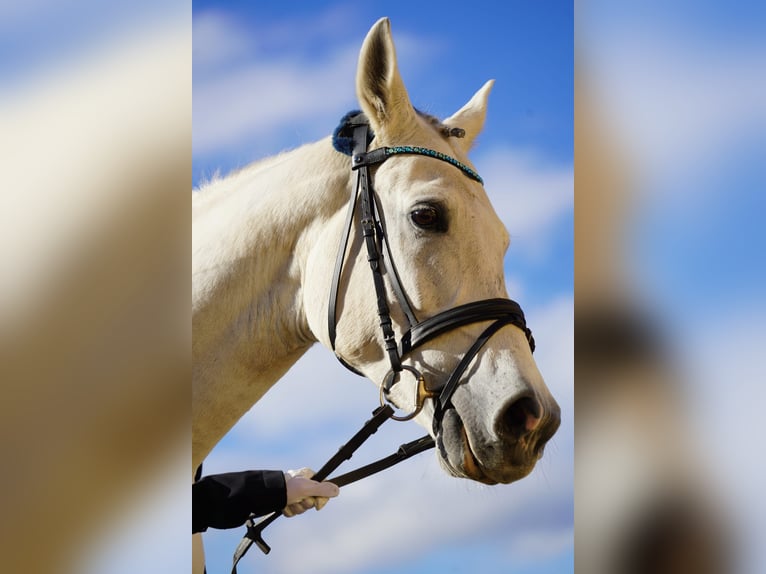 Hispano árabe Caballo castrado 9 años 163 cm Tordo in Sankt Marein im Mürztal