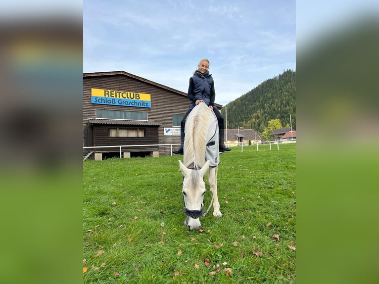 Hispano árabe Caballo castrado 9 años 163 cm Tordo in Sankt Marein im Mürztal