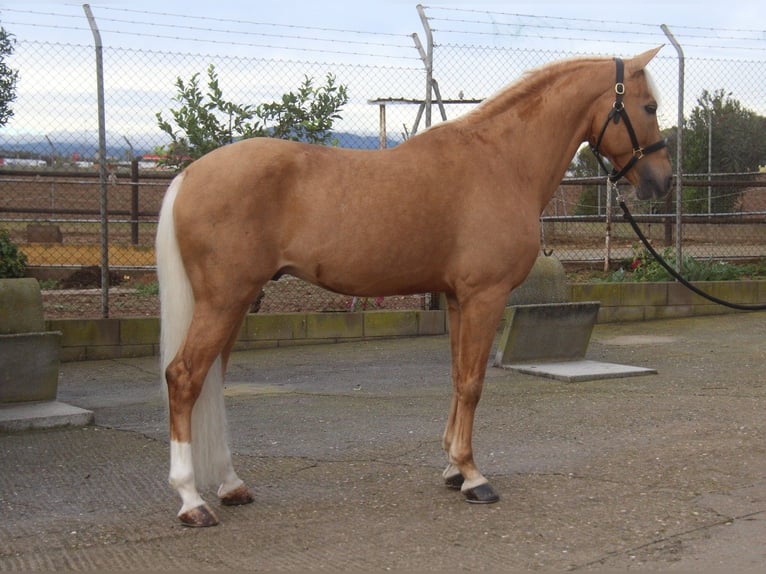 Hispano arabe Étalon 13 Ans 160 cm Palomino in Hamburg