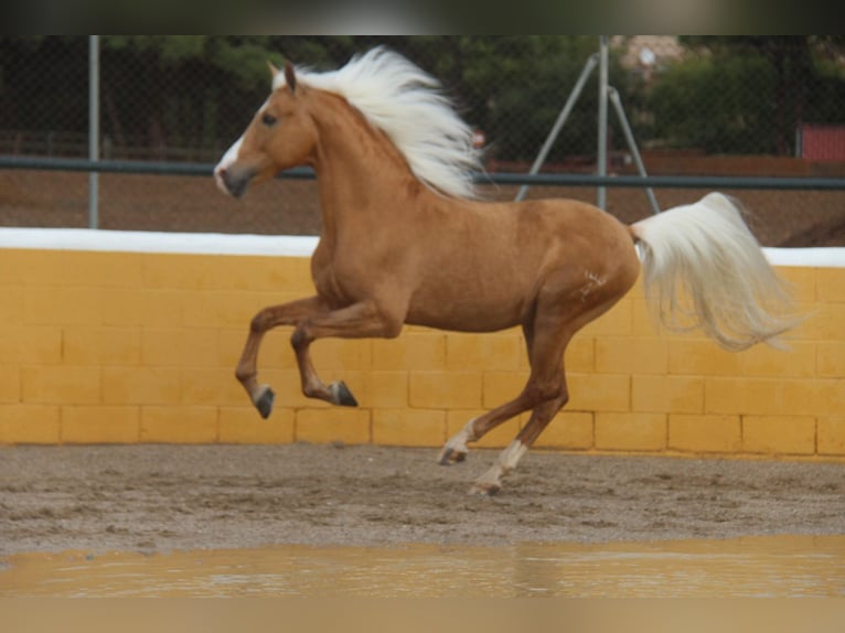 Hispano arabe Étalon 14 Ans 160 cm Palomino in Hamburg