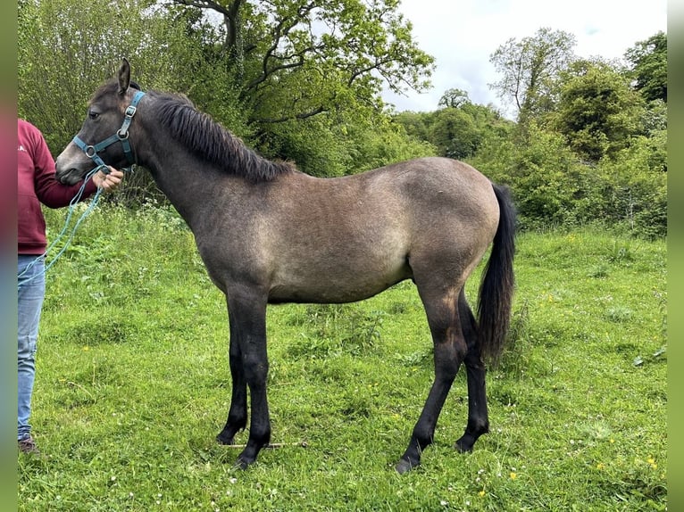 Hispano arabe Étalon 1 Année 140 cm Gris in Reinosa