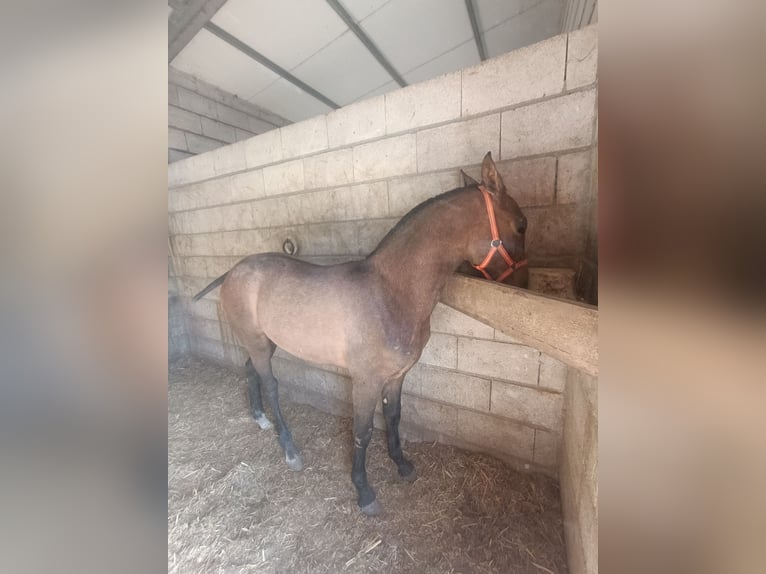 Hispano arabe Étalon 1 Année Gris in Guadix