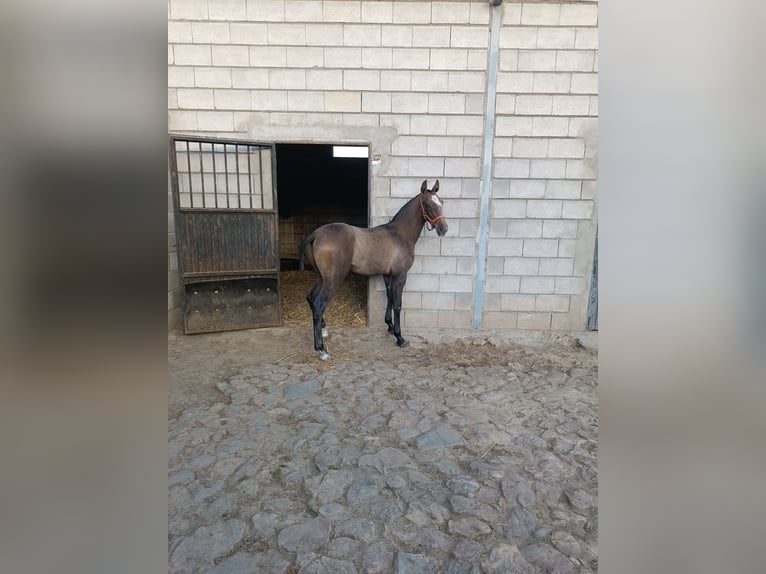 Hispano arabe Étalon 1 Année Gris in Guadix