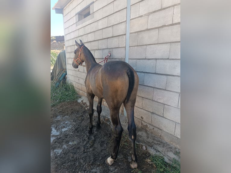 Hispano arabe Étalon 1 Année Gris in Guadix