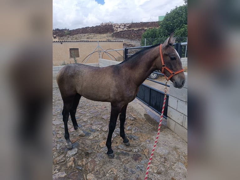 Hispano arabe Étalon 1 Année Gris in Guadix