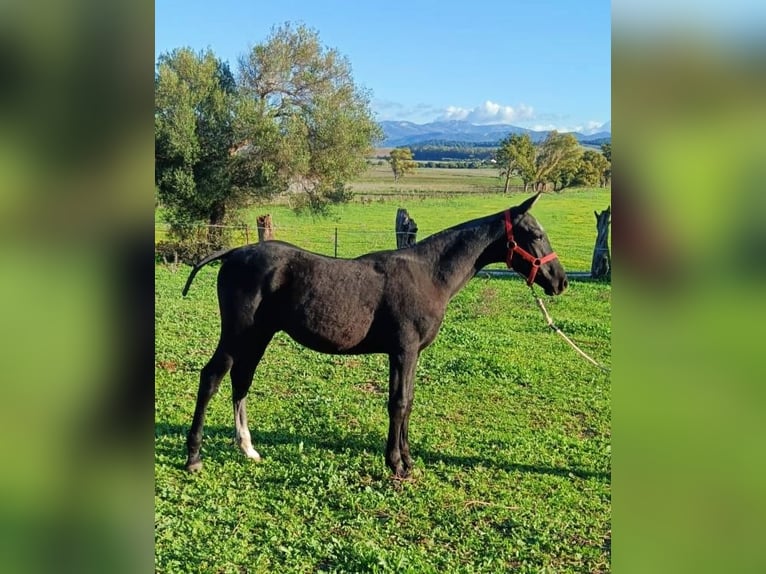 Hispano arabe Étalon 1 Année Gris in Benalup-Casas Viejas