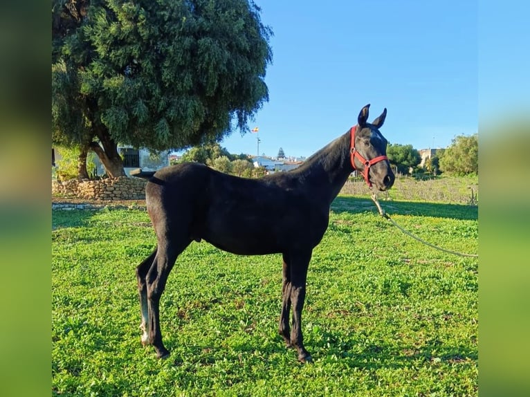 Hispano arabe Étalon 1 Année Gris in Benalup-Casas Viejas