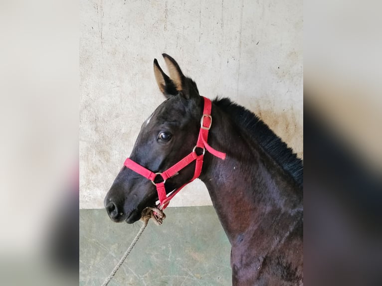 Hispano arabe Étalon 1 Année Gris in Benalup-Casas Viejas