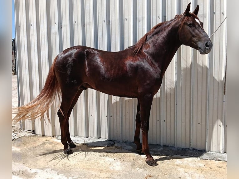 Hispano arabe Croisé Étalon 2 Ans 154 cm Alezan brûlé in Vejer de la Frontera