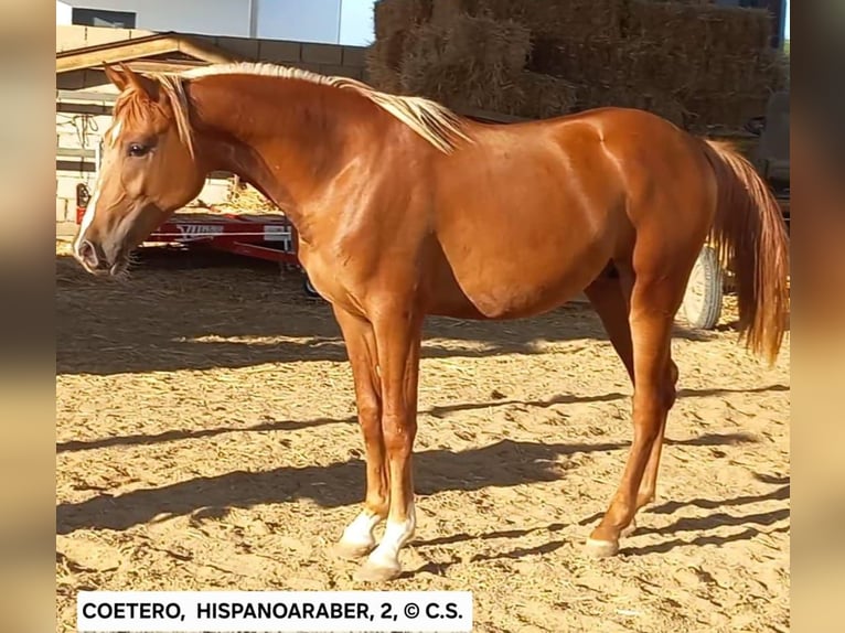 Hispano arabe Étalon 3 Ans 150 cm  in Vejer de la Frontera