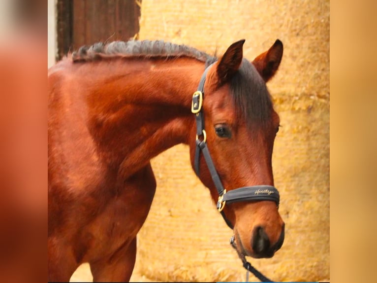 Hispano arabe Étalon 3 Ans 155 cm Alezan brûlé in Efringen-Kirchen