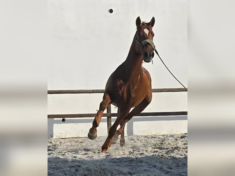 Hispano arabe Étalon 3 Ans 163 cm Alezan in Chamusca