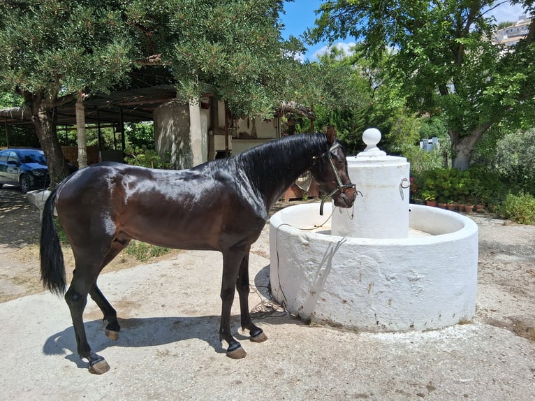 Hispano arabe Étalon 4 Ans 143 cm Bai brun in Sierra, La (Baena)