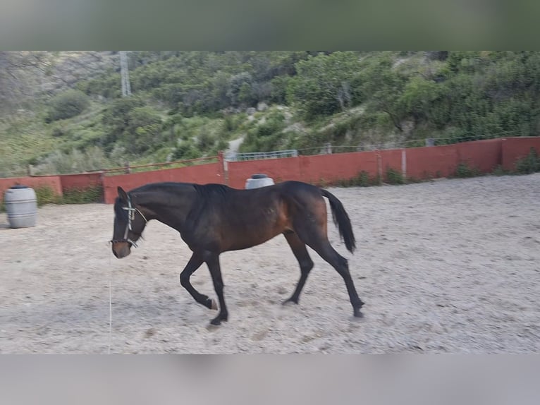 Hispano arabe Étalon 4 Ans 143 cm Bai brun in Sierra, La (Baena)