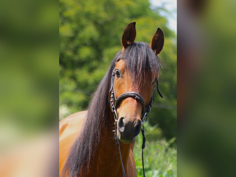 Hispano arabe Étalon 4 Ans 155 cm Alezan brûlé in Bachstedt