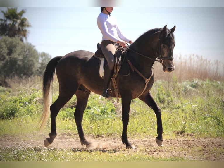 Hispano arabe Étalon 4 Ans 156 cm Rouan bleu in Valencia