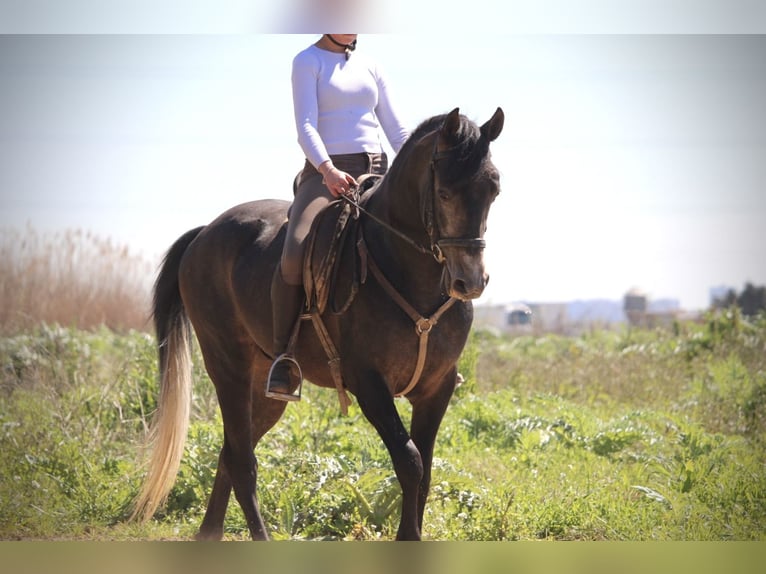 Hispano arabe Étalon 4 Ans 156 cm Rouan bleu in Valencia