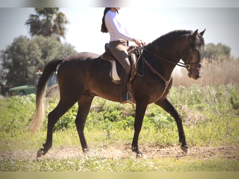 Hispano arabe Étalon 4 Ans 156 cm Rouan bleu in Valencia