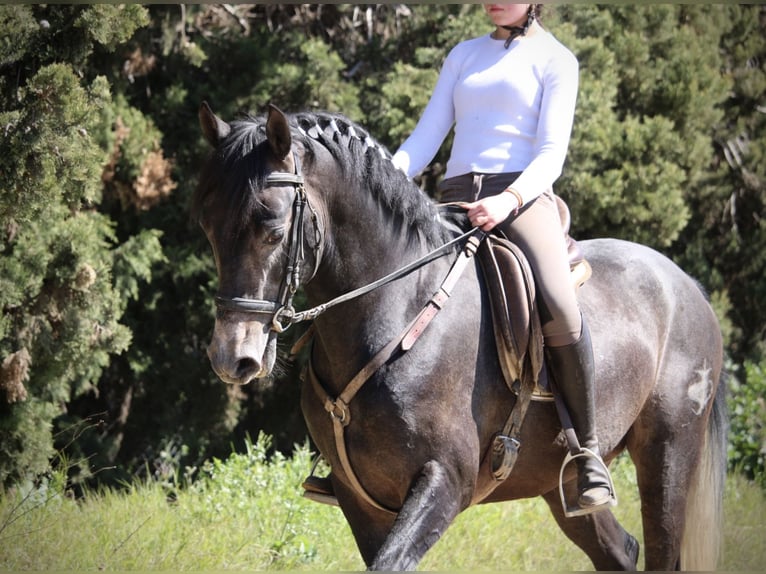 Hispano arabe Étalon 4 Ans 156 cm Rouan bleu in Valencia