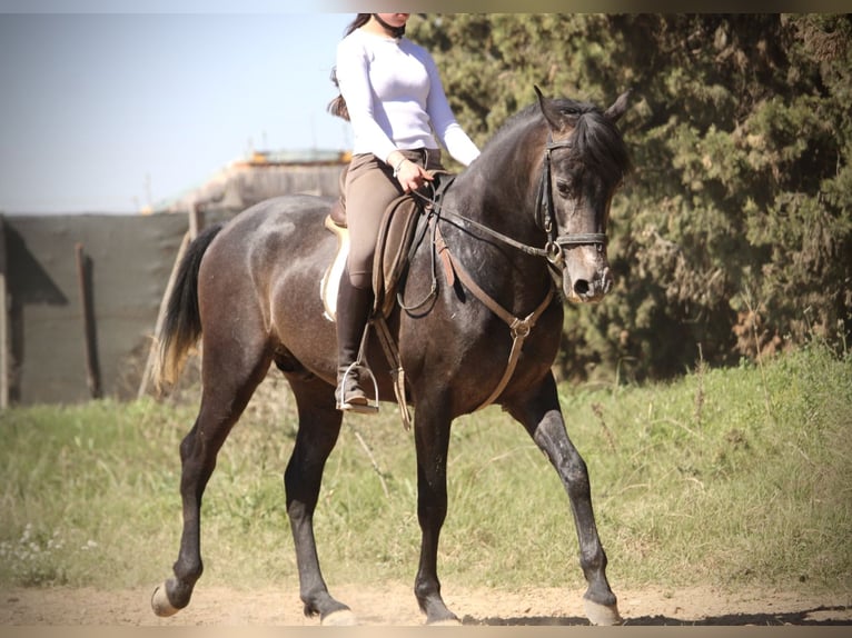 Hispano arabe Étalon 4 Ans 156 cm Rouan bleu in Valencia