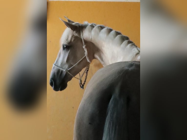 Hispano arabe Étalon 4 Ans 157 cm Isabelle in Malaga