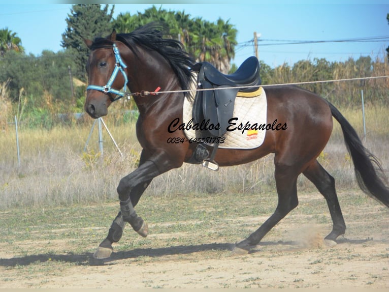 Hispano arabe Étalon 5 Ans 156 cm Bai in Vejer de la Frontera