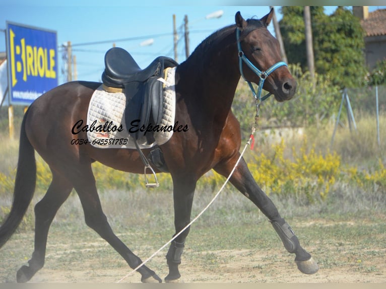 Hispano arabe Étalon 5 Ans 156 cm Bai in Vejer de la Frontera