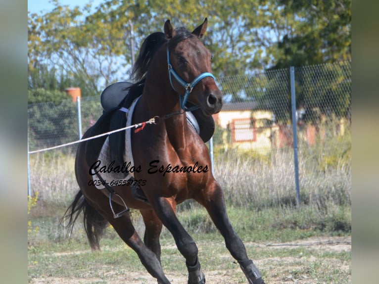 Hispano arabe Étalon 5 Ans 156 cm Bai in Vejer de la Frontera