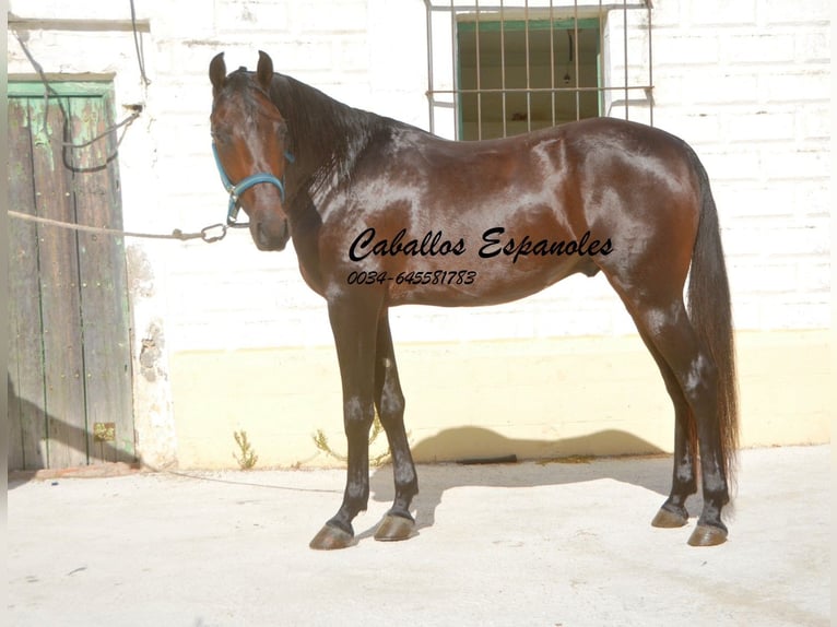 Hispano arabe Étalon 5 Ans 156 cm Bai in Vejer de la Frontera