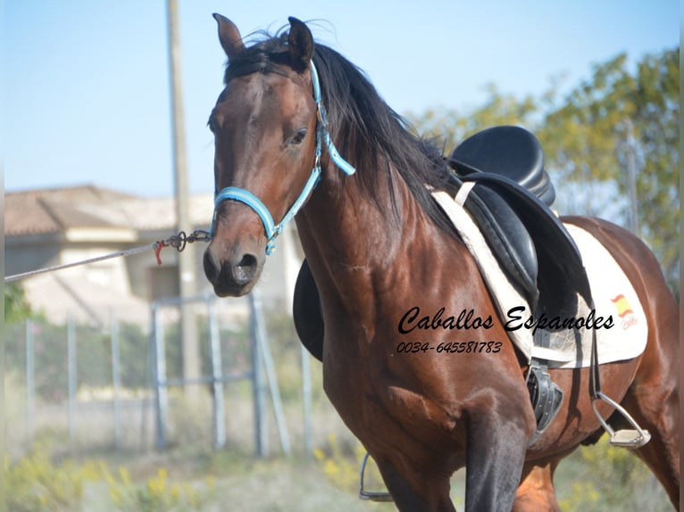 Hispano arabe Étalon 5 Ans 156 cm Bai in Vejer de la Frontera