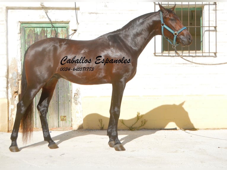 Hispano arabe Étalon 5 Ans 156 cm Bai in Vejer de la Frontera