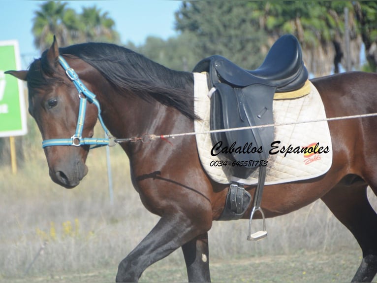 Hispano arabe Étalon 5 Ans 156 cm Bai in Vejer de la Frontera