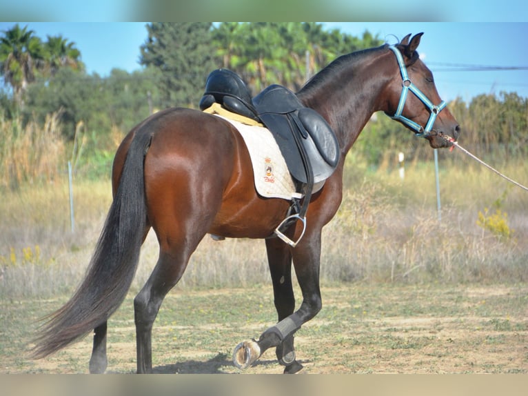 Hispano arabe Étalon 5 Ans 156 cm Bai in Vejer de la Frontera