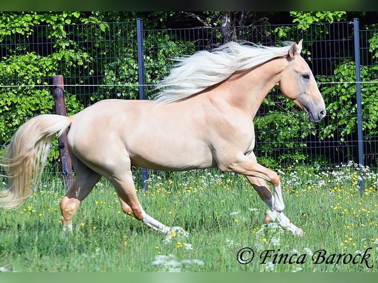 Hispano arabe Étalon 5 Ans 156 cm Palomino in Wiebelsheim