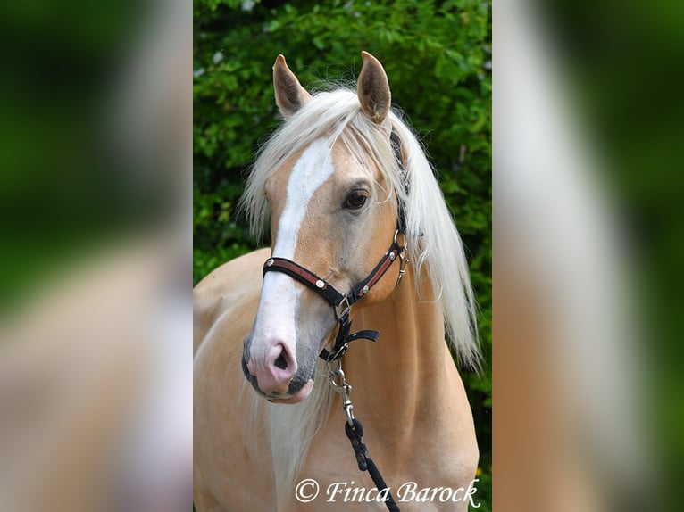 Hispano arabe Étalon 5 Ans 156 cm Palomino in Wiebelsheim