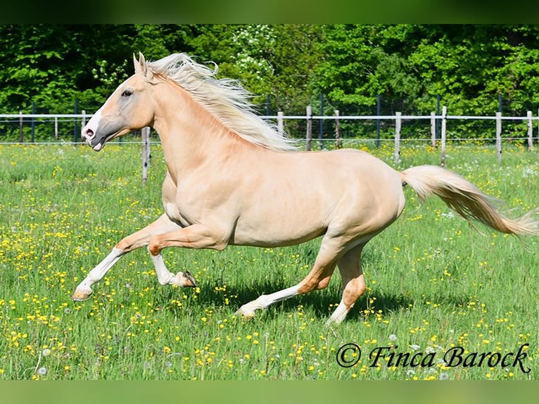 Hispano arabe Étalon 5 Ans 156 cm Palomino in Wiebelsheim
