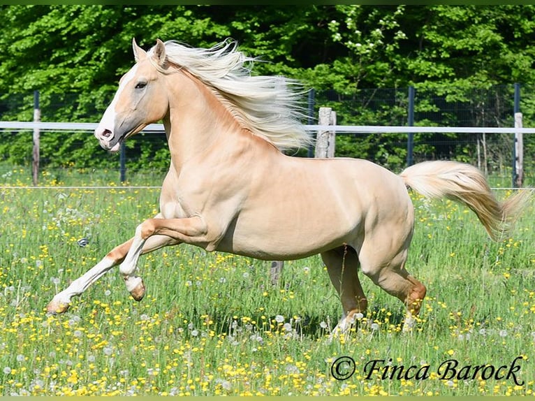 Hispano arabe Étalon 5 Ans 156 cm Palomino in Wiebelsheim