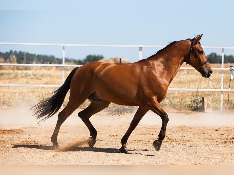 Hispano arabe Étalon 7 Ans 164 cm Alezan in Badajoz