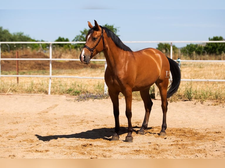 Hispano arabe Étalon 8 Ans 164 cm Alezan in Badajoz