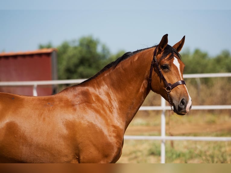 Hispano arabe Étalon 8 Ans 164 cm Alezan in Badajoz