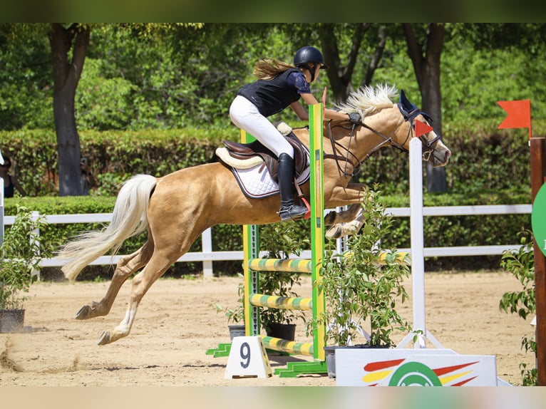 Hispano arabe Croisé Étalon 9 Ans 156 cm Palomino in Madrid